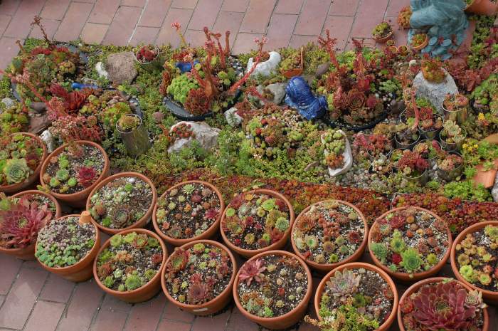 Sempervivum Dachwurz Hauswurz